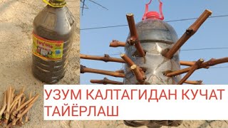 УЗУМ КАЛТАГИДАН КУЧАТ ТАЙЁРЛАШ СИРИ ТЕЗ КУРИНГ👍