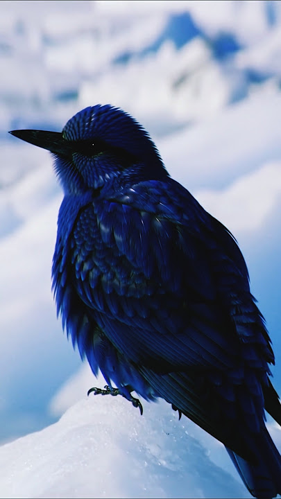 black bird Iceland #shorts #foryou
