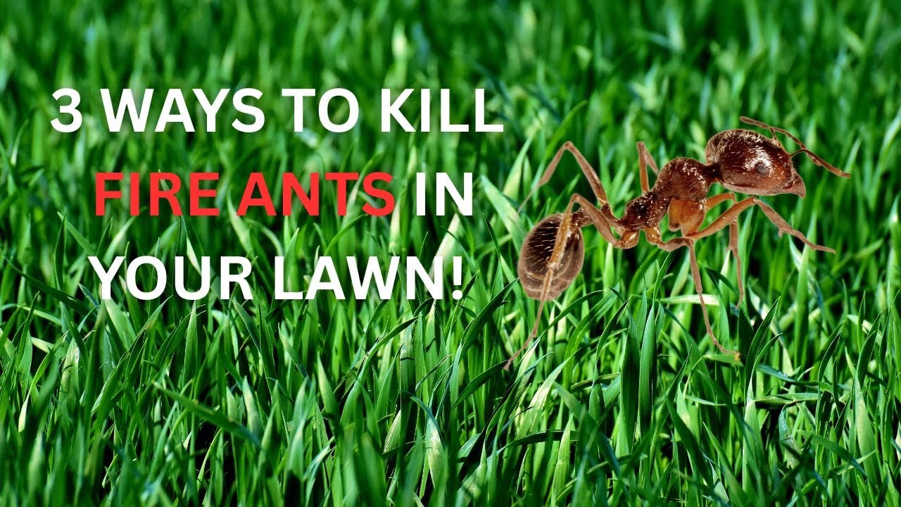Best Fire Ant Killer Methods: 3 DIY Solutions That Work!