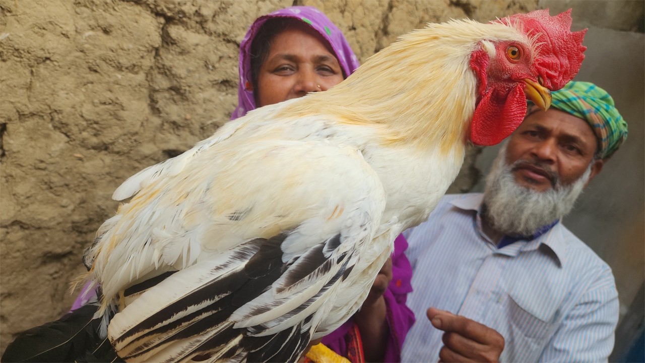 পাটায় নারিকেল বেটে বাড়ির পালা বড় মোরগের মাংস রান্না Pure Creamy Coconut Chicken Meat Curry Recipe