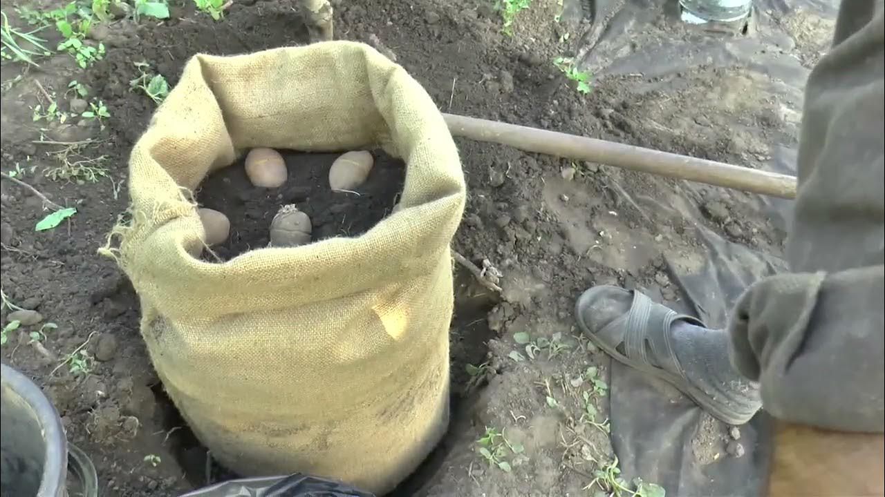 🥔 Картошка в МЕШКЕ. Посадка Картошки в Мешок. Урожай картошки в МЕШКЕ ...