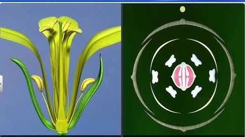 CBSE Class 11 Biology || Technical Description of Flowering Plant || By Shiksha House