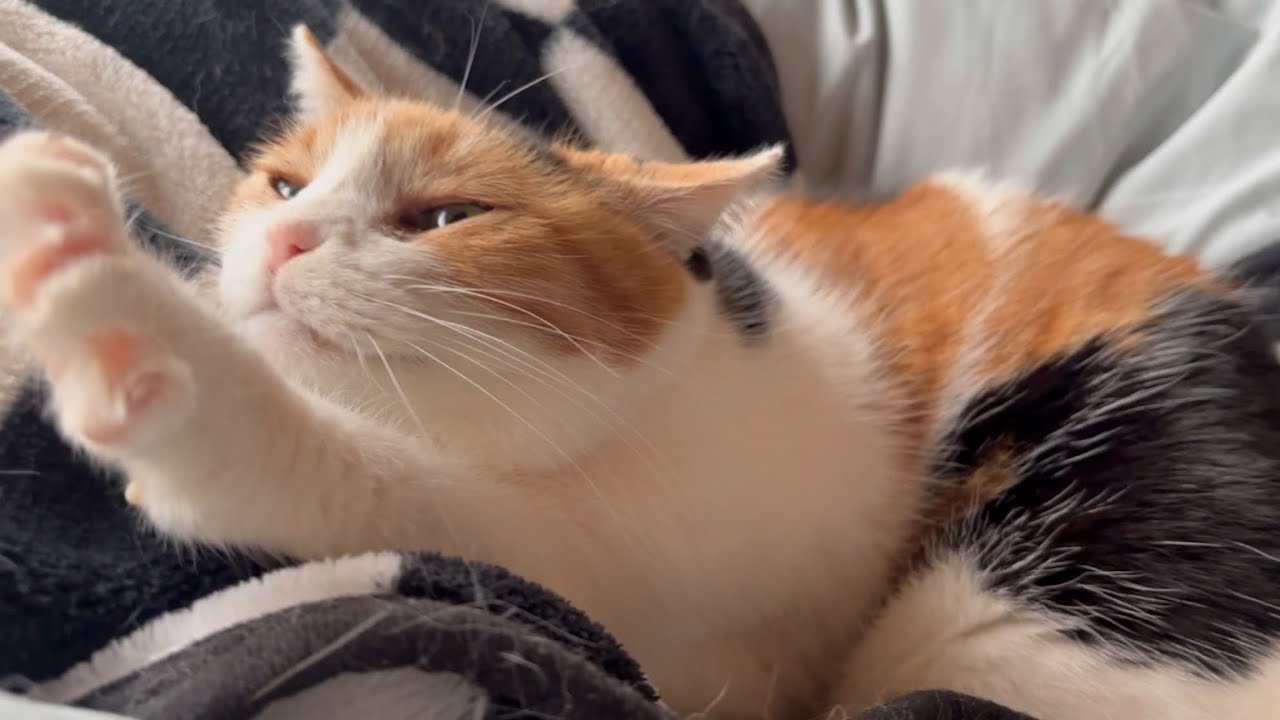 三毛猫】ミケと一緒に迎える朝（2025年2月13日） - YouTube