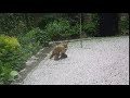 Foxes having lunch
