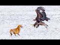 GOLDEN EAGLE vs Red Fox