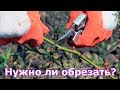 Посадка и обрезка роз осенью