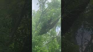 The largest bee swarm