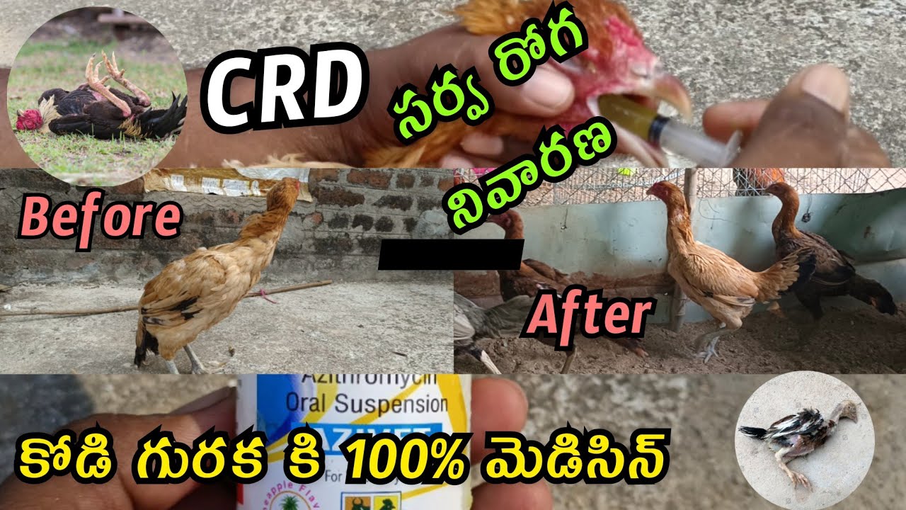 CRD treatment in telugu//కోళ్ల వ్యాధుల కి సర్వ రోగ నివారణ#nanifarms #treatment