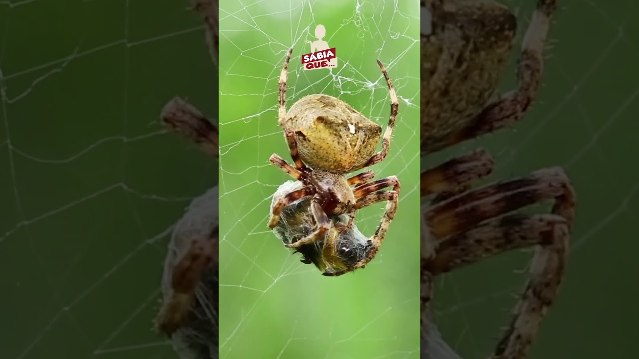 Sabia que..💭As aranhas comem praticamente a mesma quantidade de carne que nós #shorts #animals