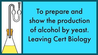 To prepare and show the production of alcohol by yeast-Leaving Cert Biology  Practical