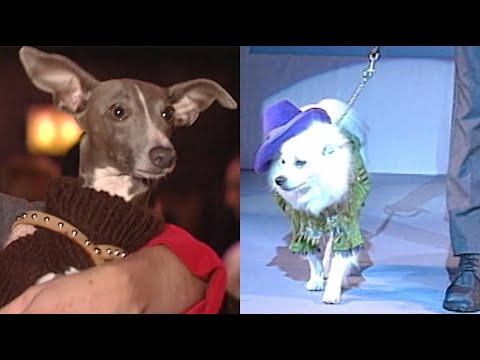 Video: Shelter Dogs Mengerjakan Landasan Pacu di Canine Couture