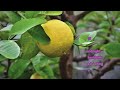 LOW GLYCEMIC FRUITS — YOU DON’T HAVE TO BE AFRAID OF FRUIT
