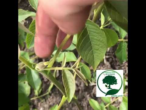 عملکرد نهال گردو ژنوتیپ برتر نهالستان ارغوان نهال