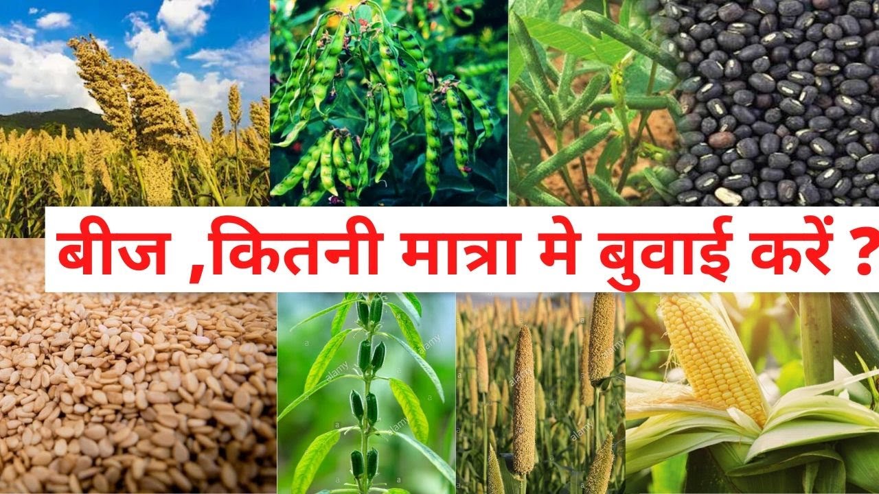 किसी बीज की कितनी मात्रा मे बुवाई करें ?How many Quantity of any