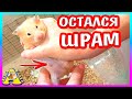 СПАСЛА ХОМЯКА, НО ОСТАЛСЯ... / У ХОМКИ КНОПКИ БЕСПОРЯДОК  в КЛЕТКЕ / Alisa Easy Pets