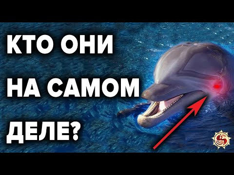 ДЕЛЬФИНЫ  🐬  ЧТО МЫ НЕ ЗНАЕМ О НИХ ? ТОП 10 ФАКТОВ РАЗУМНОСТИ  ДЕЛЬФИНОВ