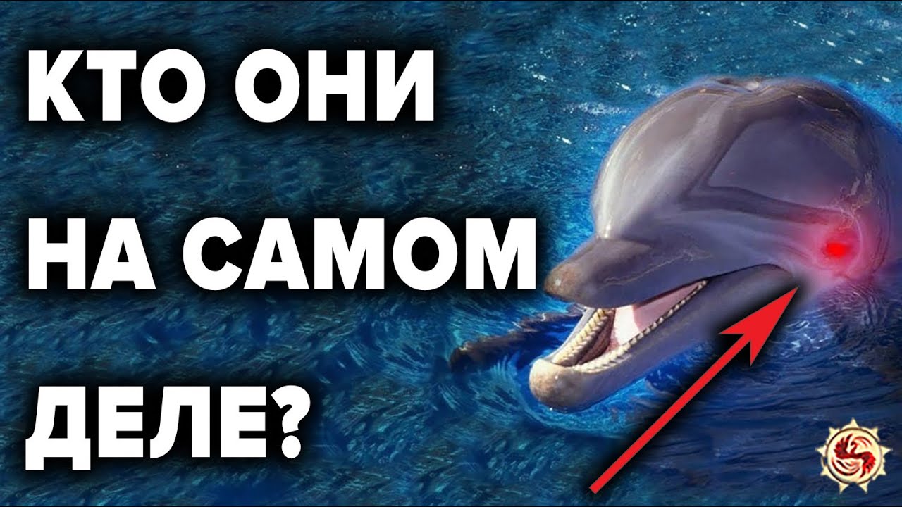 ДЕЛЬФИНЫ  🐬  ЧТО МЫ НЕ ЗНАЕМ О НИХ ? ТОП 10 ФАКТОВ РАЗУМНОСТИ  ДЕЛЬФИНОВ