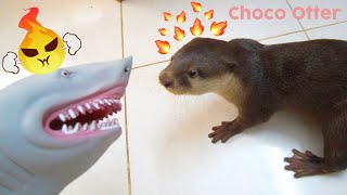 チョコカワウソはサメの手袋を怖がって、それを攻撃します