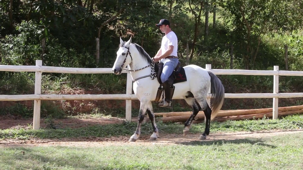Video Completo - Passo medio, Reunido e Alongado e Flexão de nuca