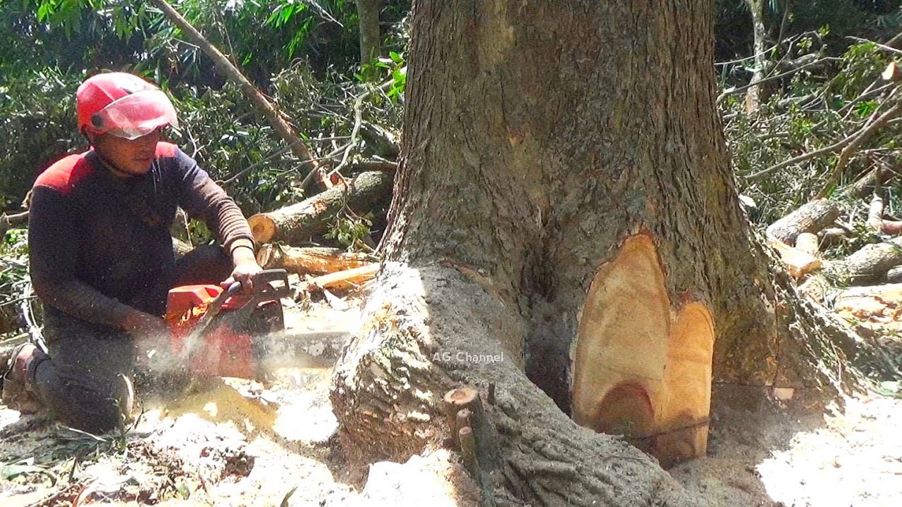Rain Tree Felling among the bamboo groves‼️ - YouTube