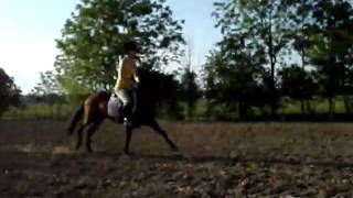 Flicka cantering a vertical