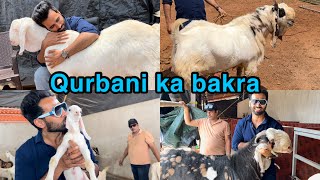 Agaya Bakra ALHUMDULILLAH ❤️ Goat Farm Tour |Goats 2023| Goats for sale |Shezaan Shaikh