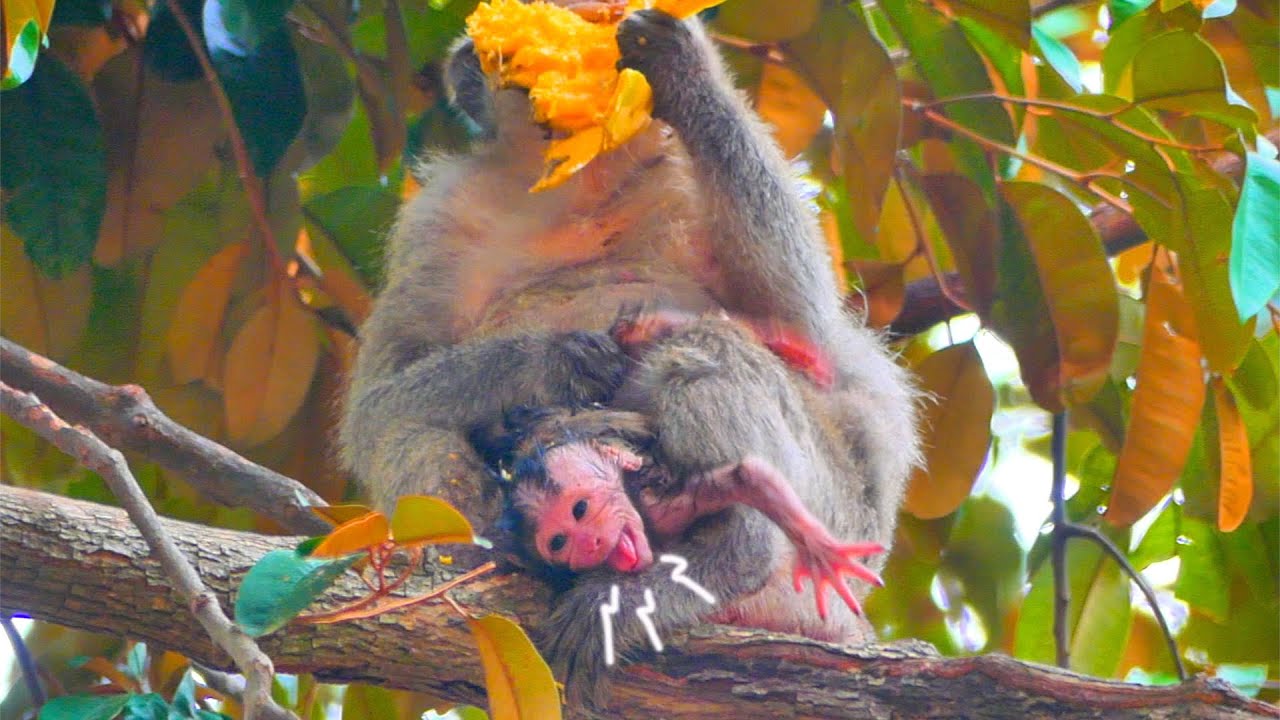 God help...Pi-t-y newborn baby monkey OF mom MESSI that scar-e-d fall ...