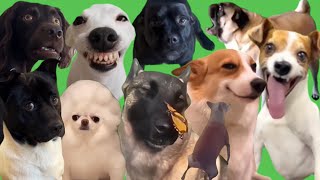 Best Dog Memes