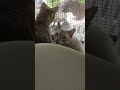 鈴の音で逃げる猫