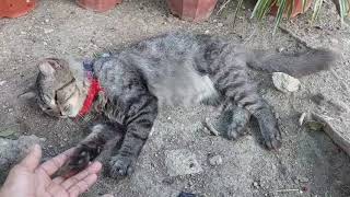 Sleepy cat 😴 🐈 by Hermenia Sacyap 40 views 18 hours ago 2 minutes, 20 seconds