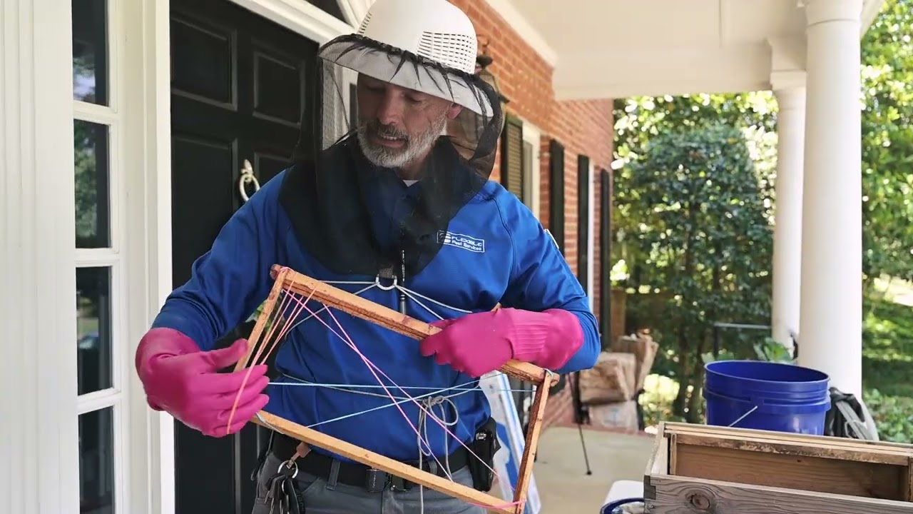 Bee Removal Done Right 🐝