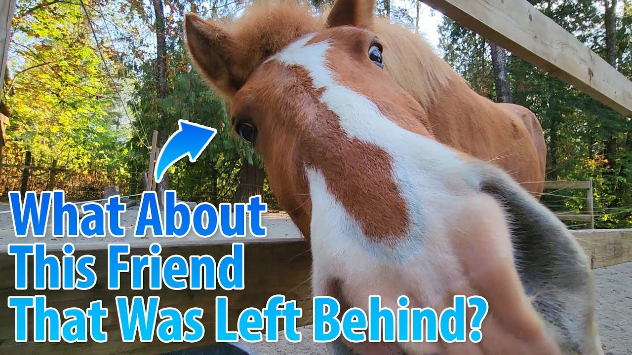 Buddy Rour How Do Buddy Sour Horses Act? , How to Sweeten the Deal for Buddy Sour ...