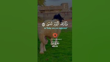 #القران_الكريم #اكسبلور #دويتو #المصحف #تيك_توك #duet #تلاوه_خاشعه #خيل #ترند #راحة_نفسية