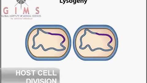 Lambda Phage Lysis and Lysogeny