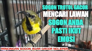 SOGON TROTOL GACOR MENCARI LAWAN // PANCINGAN SOGON AGAR NEMBAK NGLEPER