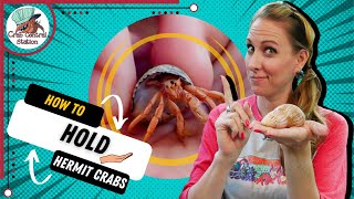 How to Hold Hermit Crabs! | By Crab Central Station
