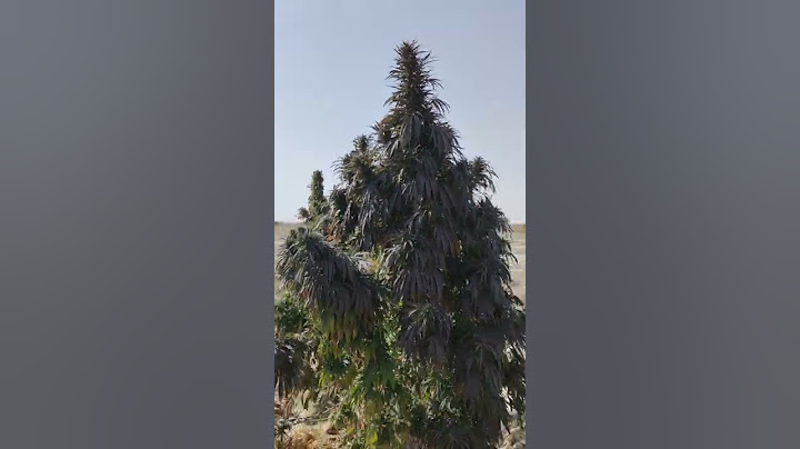 purple og kush plant in afghanistan dagar kakar khorasan