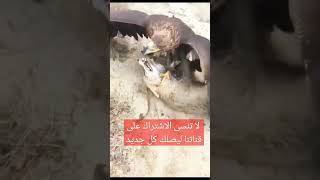 نسر ضد ثعلب#fox vs eagle.#viral #funny