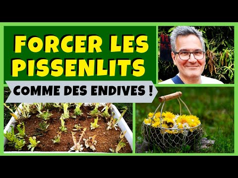 Vidéo: Soin des plantes de pissenlit d'intérieur : conseils pour faire pousser des plantes de pissenlit à l'intérieur