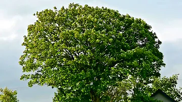 Gentle Wind In The Trees Relaxing Ambience Nature Sound