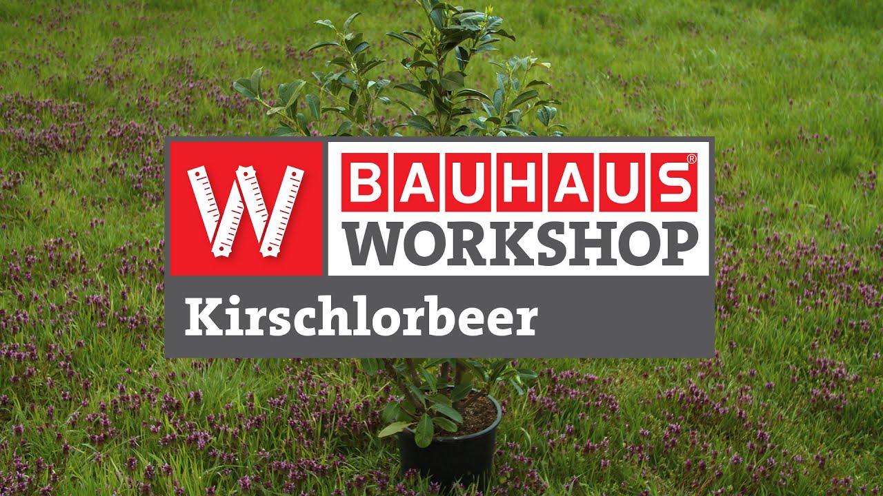 Kirschlorbeer pflanzen - natrlicher Sichtschutz im Garten [Anleitung] |  BAUHAUS Workshop