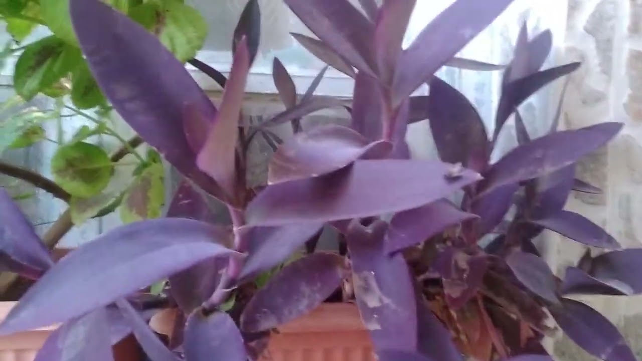 نباتاتي☘️🌿