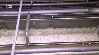 La industria quesera:  Alpma construye la maquinaria | Hecho en Alemania