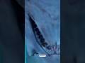 Goblin Shark: Aisi machhli jo ek horor creator Jaisi lagti hai 😱