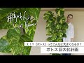 ポトス巨大化計画