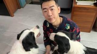 养边牧是一种什么样的体验 #边牧 #边境牧羊犬 #边牧朵朵和无双 #赛级边牧 #向文龙的边牧知识科普