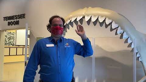 #FossilFriday: The Megalodon Shark