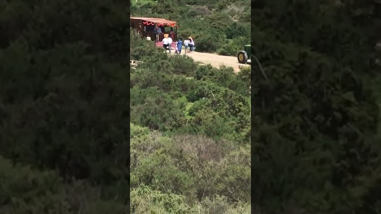 Carretas camino de la romería del Rocío