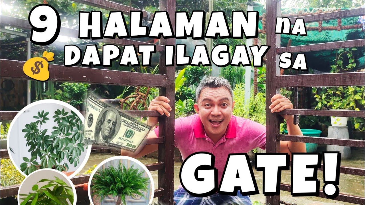 9 PLANTS THAT ARE GOOD TO PUT IN YOUR GATE & ENTRY WAYS | FOR GOOD LUCK