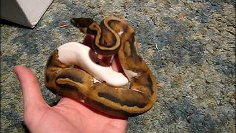 Unboxing the Female Piebald Ball Python